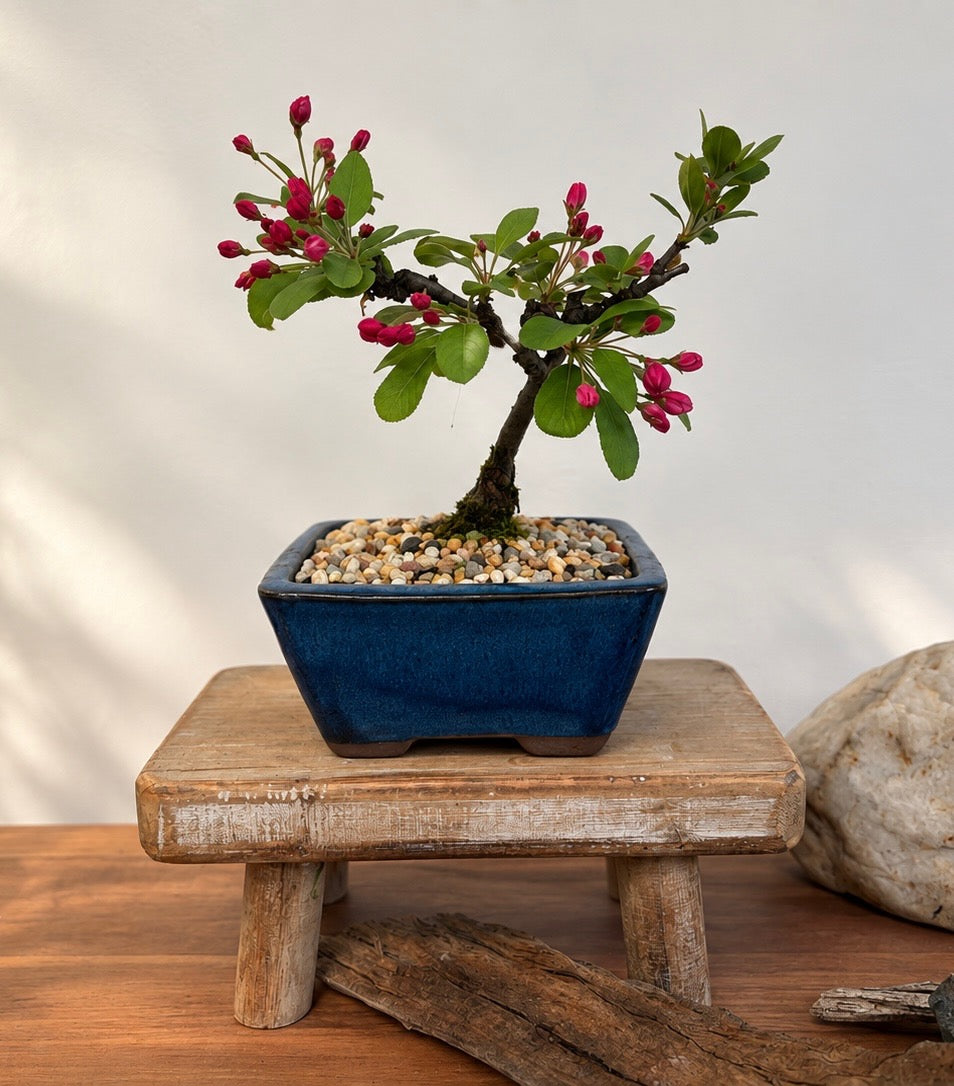 Bonsai - Crab Apple - Evie - 20cm