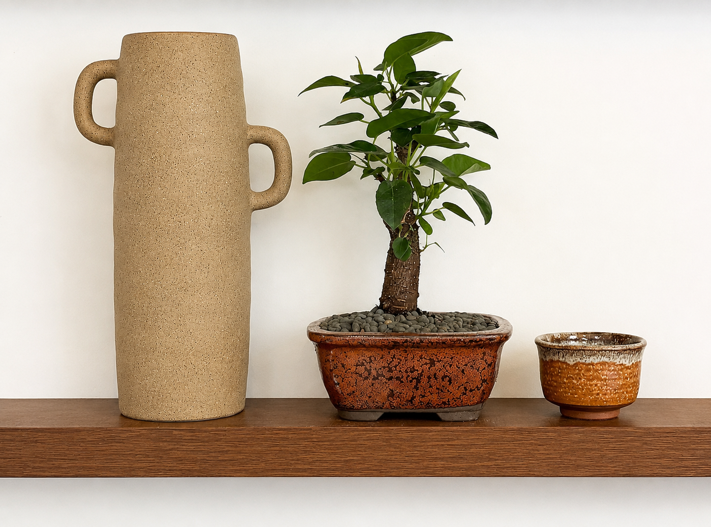 Bonsai - Port Jackson Fig - Jessica - 25cm