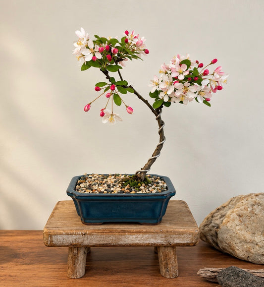 Bonsai - Crab Apple - Olivia - 30cm