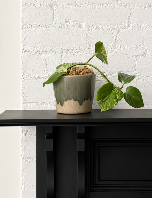 Devil's Ivy Ferna Planter