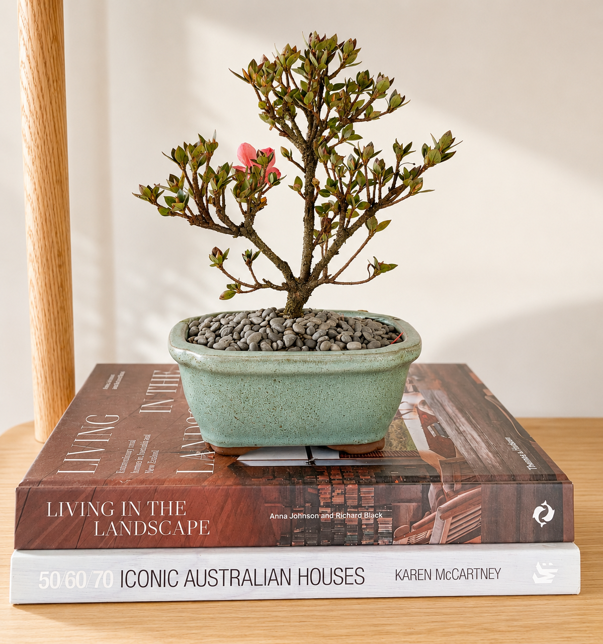 Bonsai - Azalea - Wyatt - 18cm