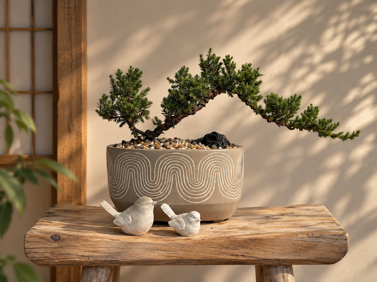 Bonsai - Juniper - Sara - 23cm