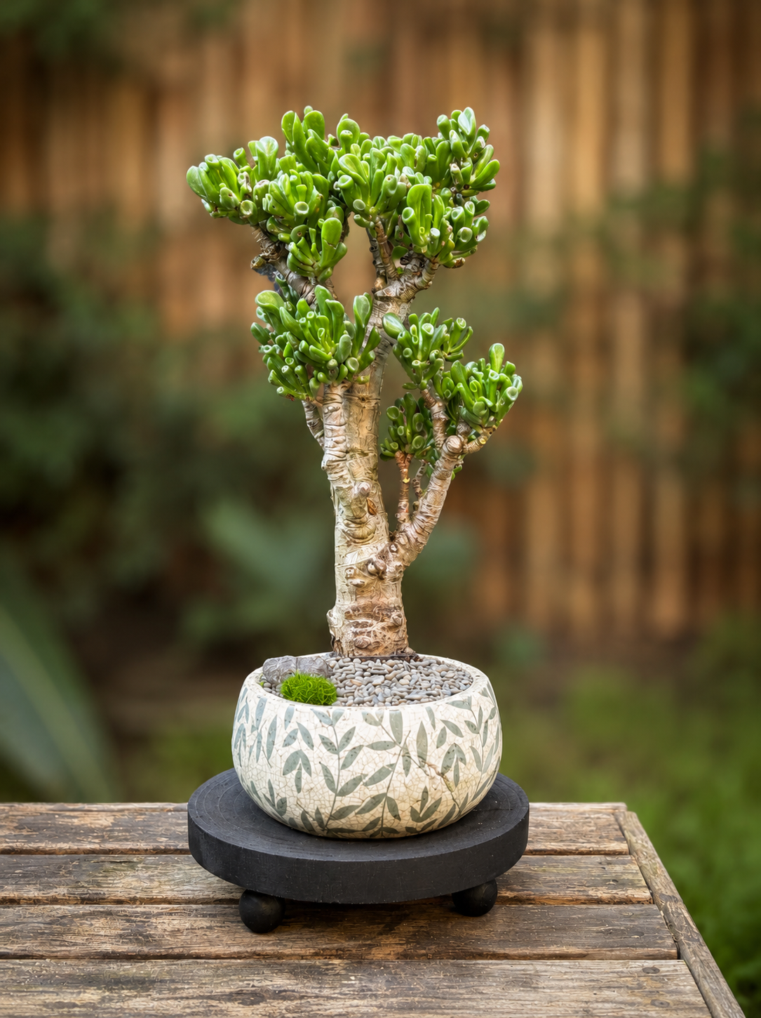 Bonsai - Crassula Ovata - Landy - 40cm