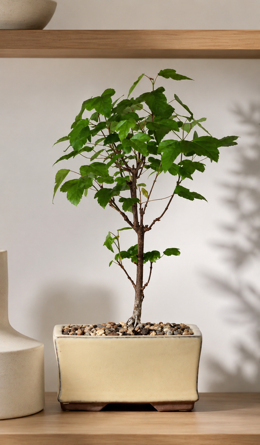 Bonsai - Trident Maple - Molly - 25cm