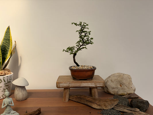 Bonsai - Chinese Elm - Alana- 26 cm