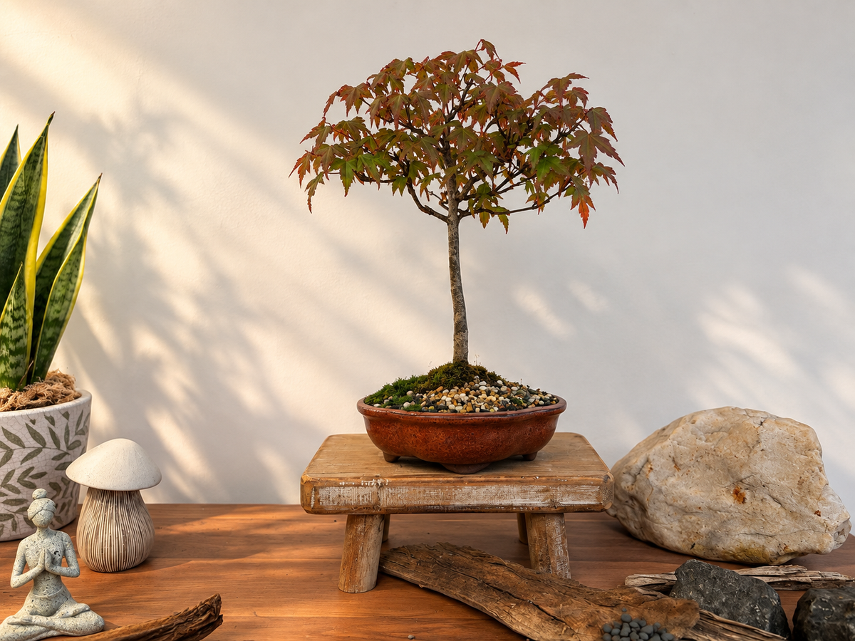 Bonsai - Trident  Maple - Maisie - 30 cm