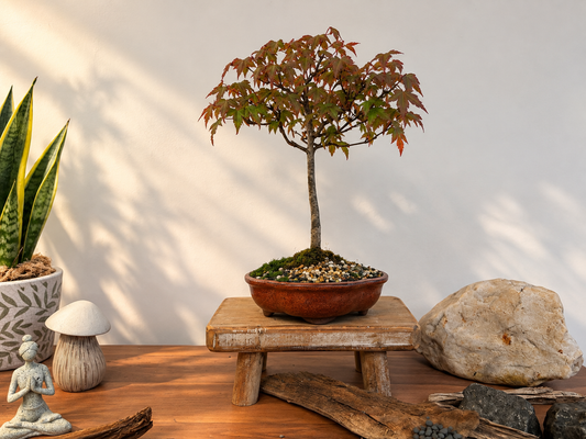 Bonsai - Trident  Maple - Maisie - 30 cm