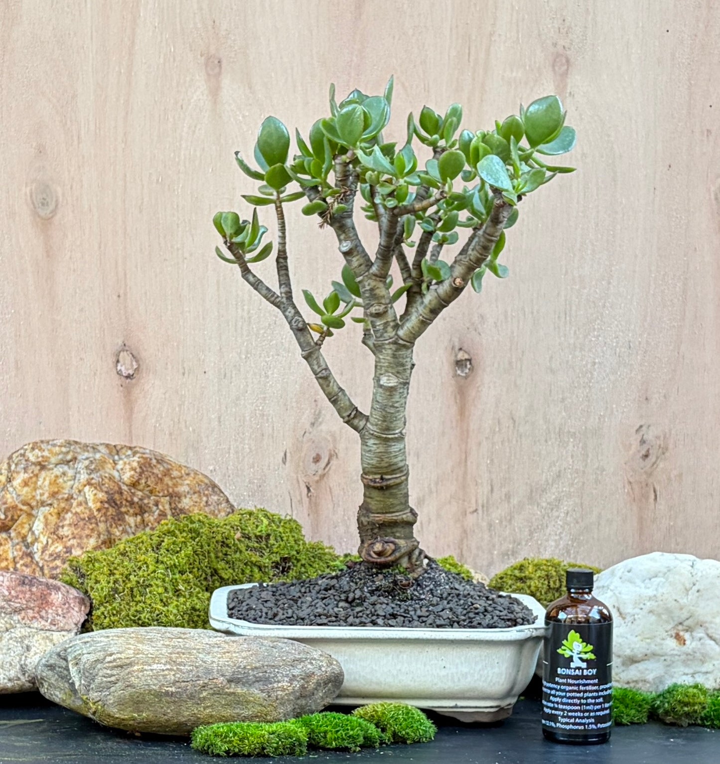Bonsai - Crassula Ovata - Penny - 46cm