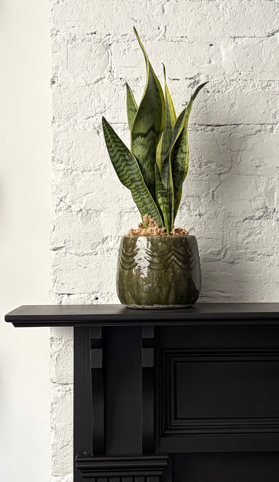 Sansevieria Plant - Snake Plant in Greta Planter