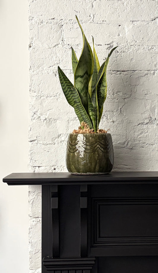 Sansevieria Plant - Snake Plant in Greta Planter