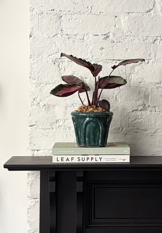Calathea - White Cloud in Cosmo Planter
