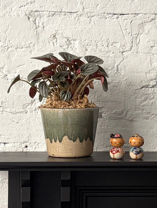 Peperomia Frosty in Triad Planter