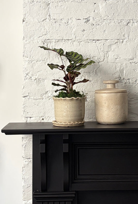 Calathea - Makoyana in Zaragoza Planter