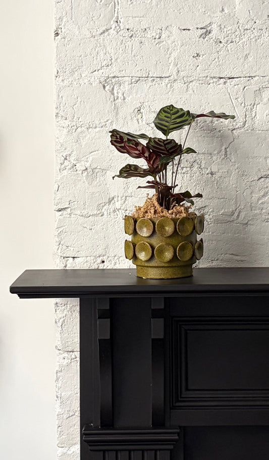 Calathea - Makoyana in Perry Planter