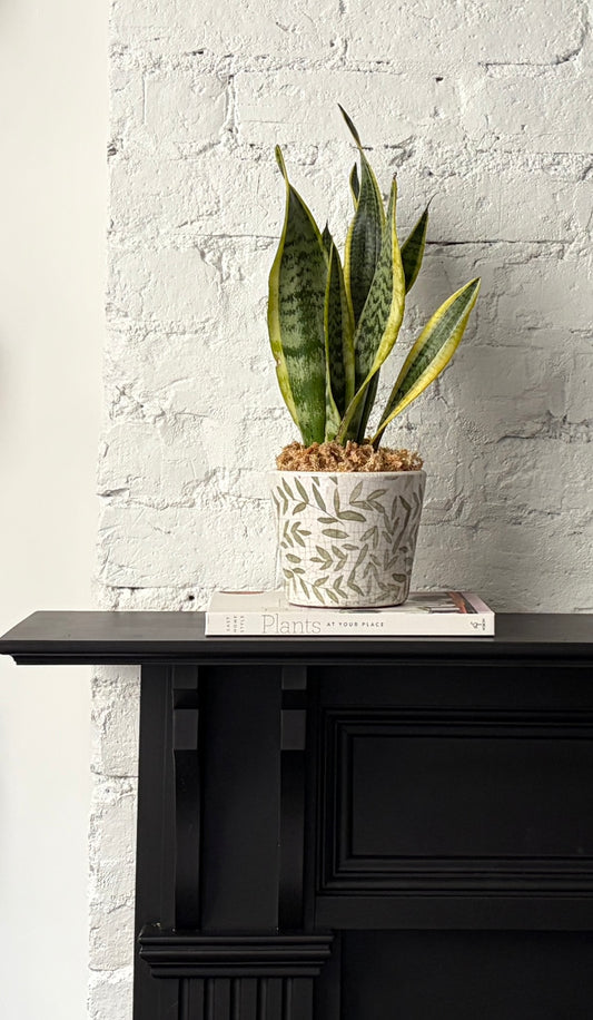 Sansevieria Plant - Snake Plant in Ferna Planter