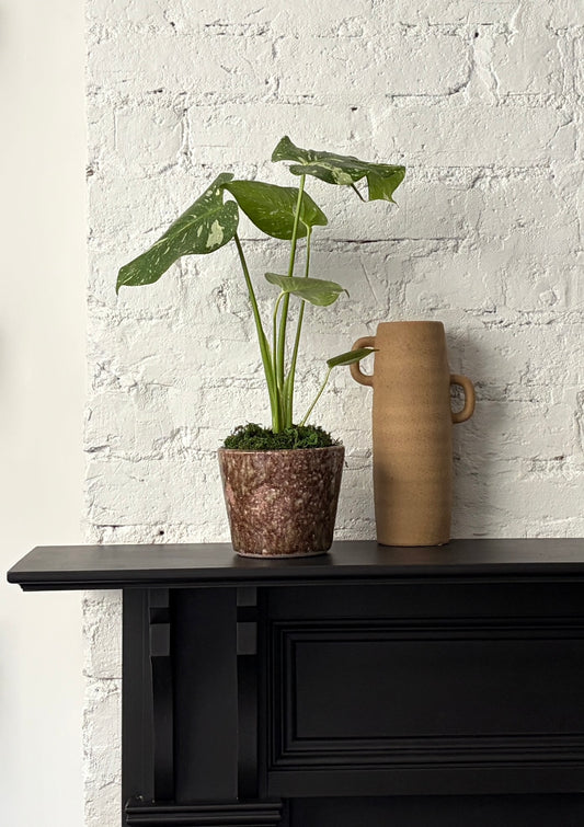 Monsteria - Thai Constellation  in Tortoise Planter