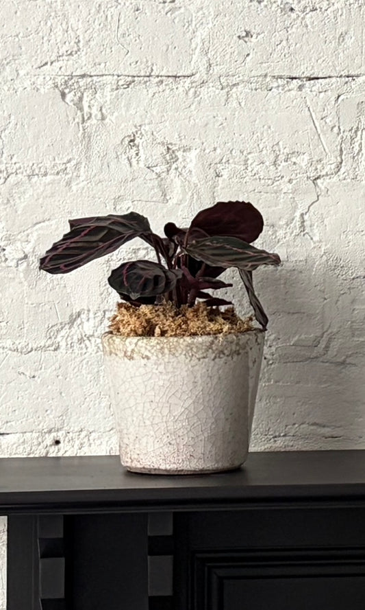 Calathea - Dotty in Cloud Planter