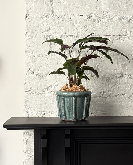 Calathea - Insignis in Hector Planter
