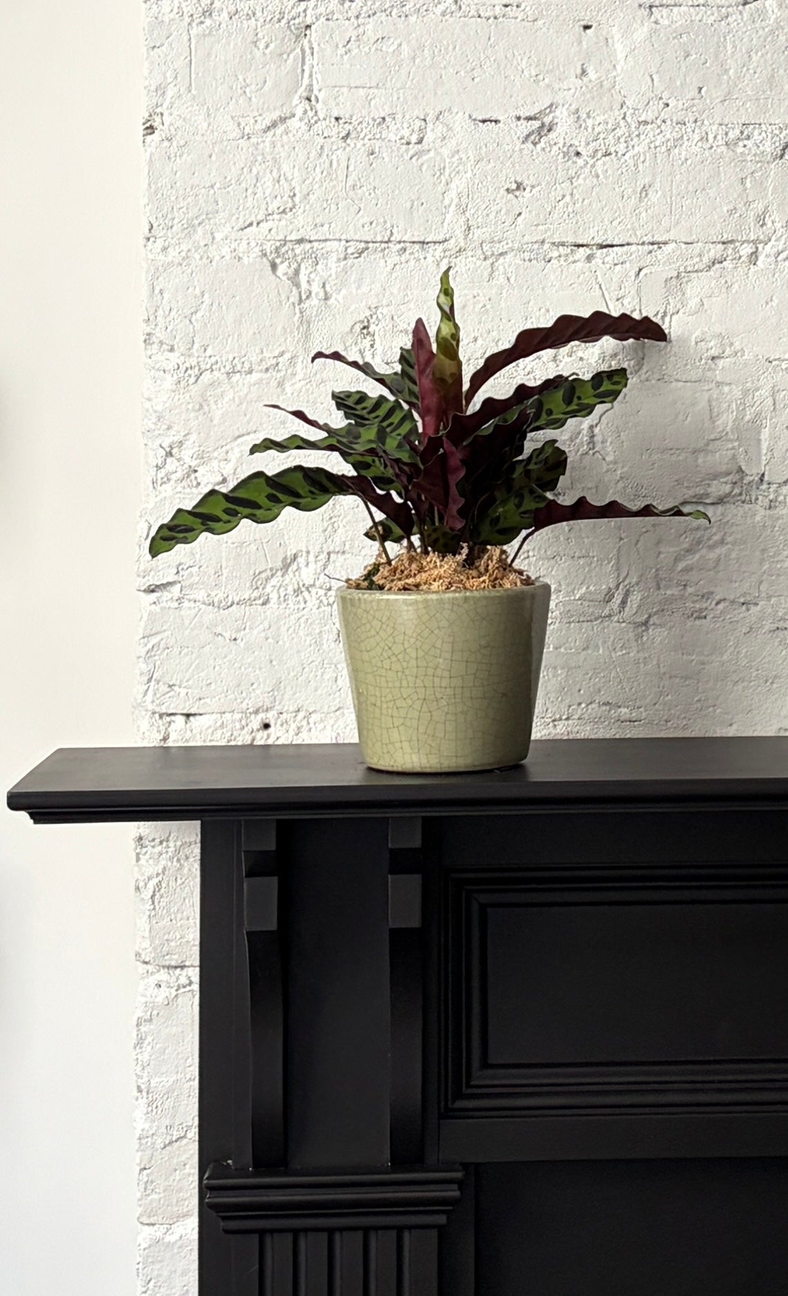 Calathea - Insignis in Gracie Planter