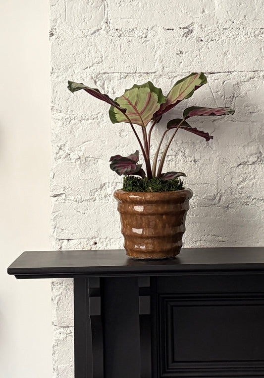 Calathea - White Cloud in Eli Planter