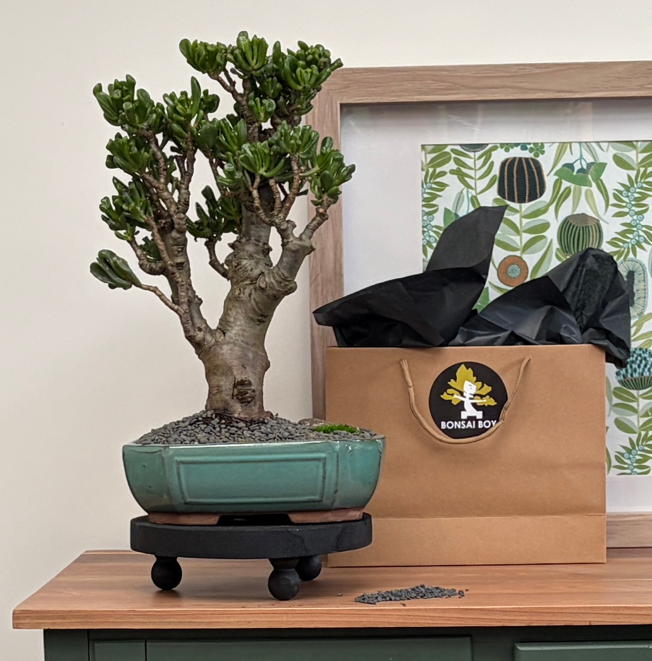 Bonsai - Crassula Ovata - Regi - 49cm