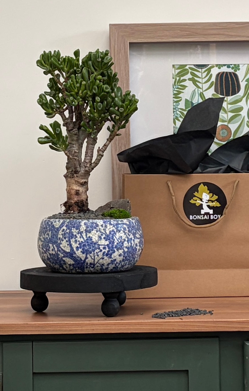 Bonsai - Crassula Ovata - Blossy - 40cm