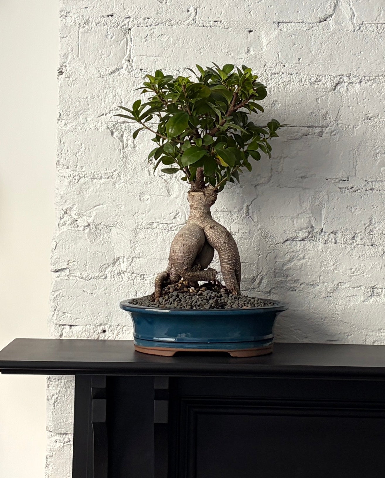 Bonsai - Port Jackson Fig - Charles - 44cm