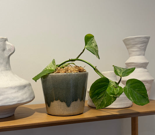Devil's Ivy Ferna Planter