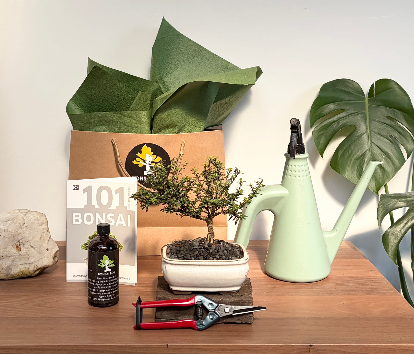Bonsai Starter Kit - Flowering Serissa- Evie - 24cm