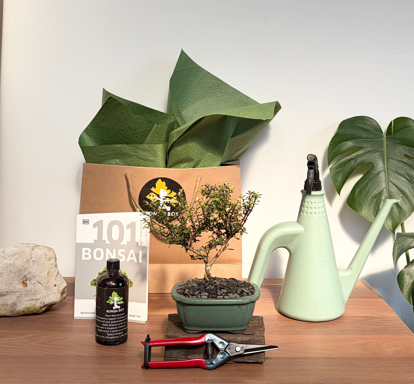 Bonsai Starter Kit - Flowering Serissa- Lauren - 24cm