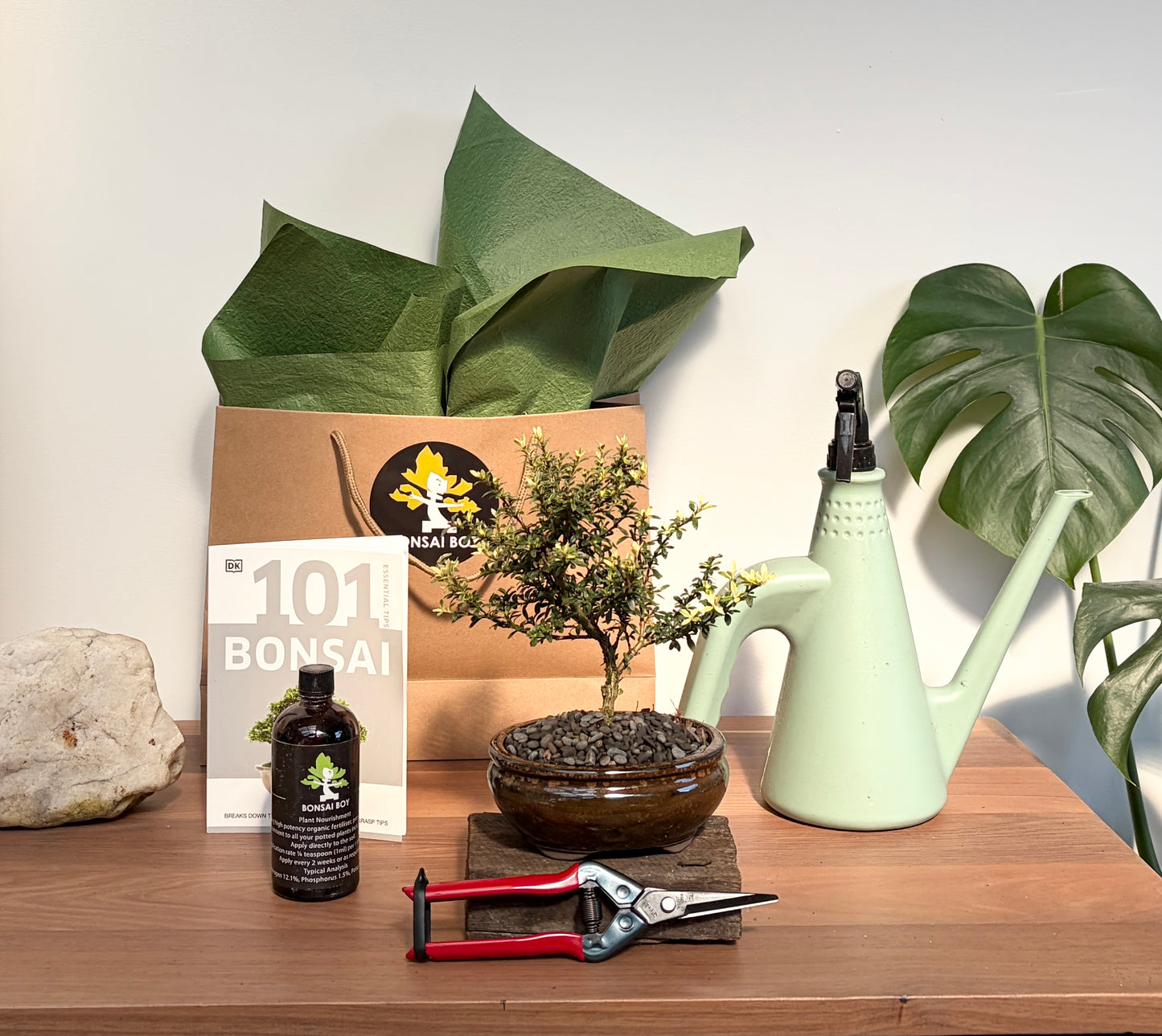 Bonsai Starter Kit - Flowering Serissa- Sienna - 24cm