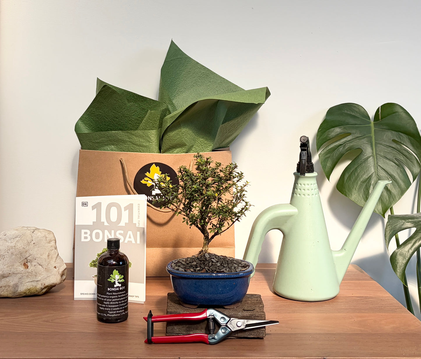 Bonsai Starter Kit - Flowering Serissa- Sarah - 24cm