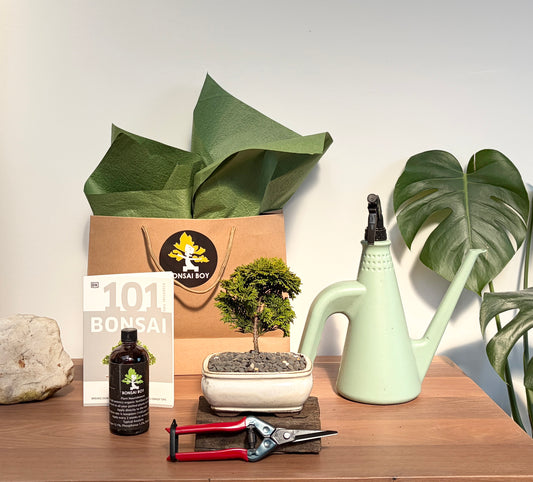 Bonsai Starter Kit - Conifer - Ivy - 24cm