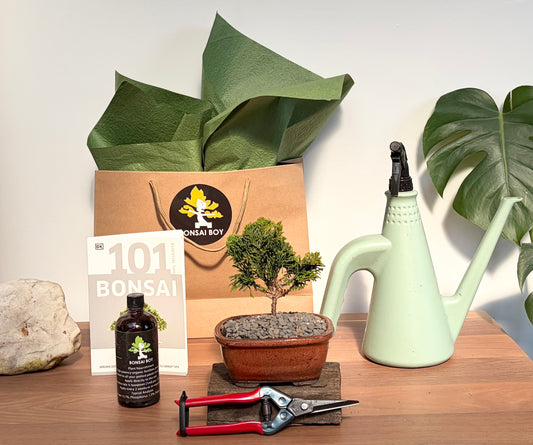 Bonsai Starter Kit - Conifer - Hanna - 24cm