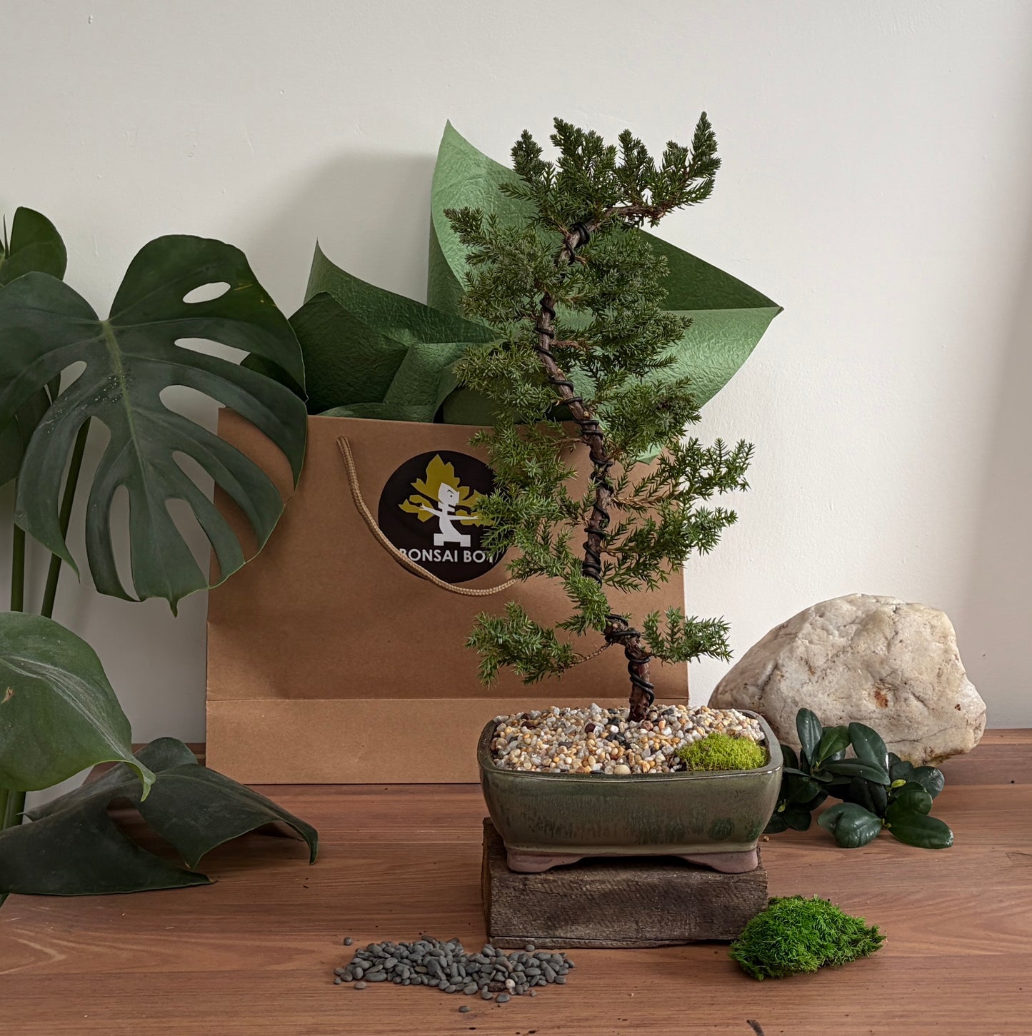 Bonsai - Juniper - Reeva - 33cm