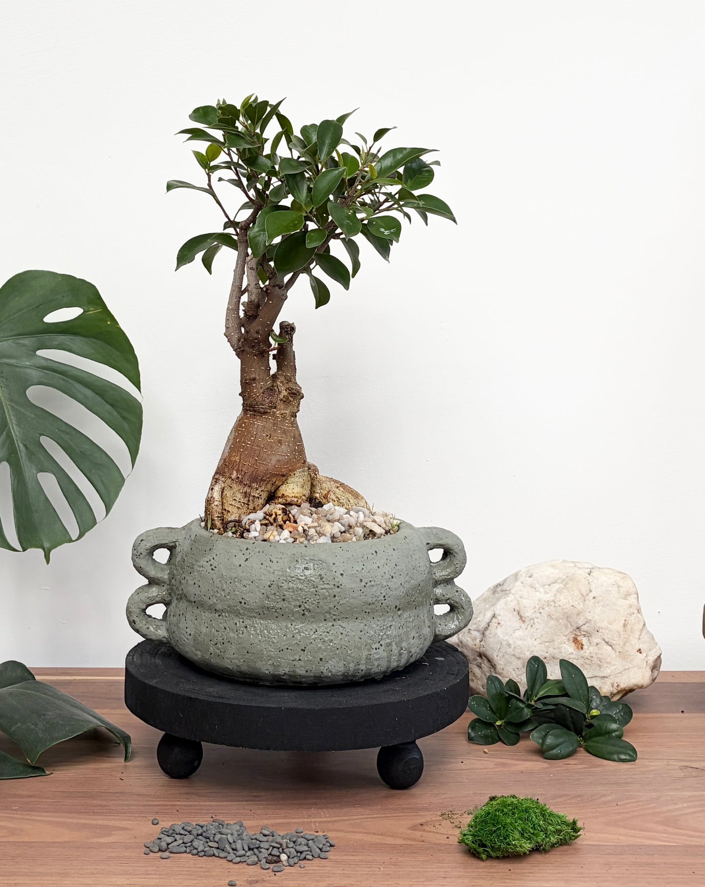 Bonsai - Pot Belly Fig - Charles - 37cm