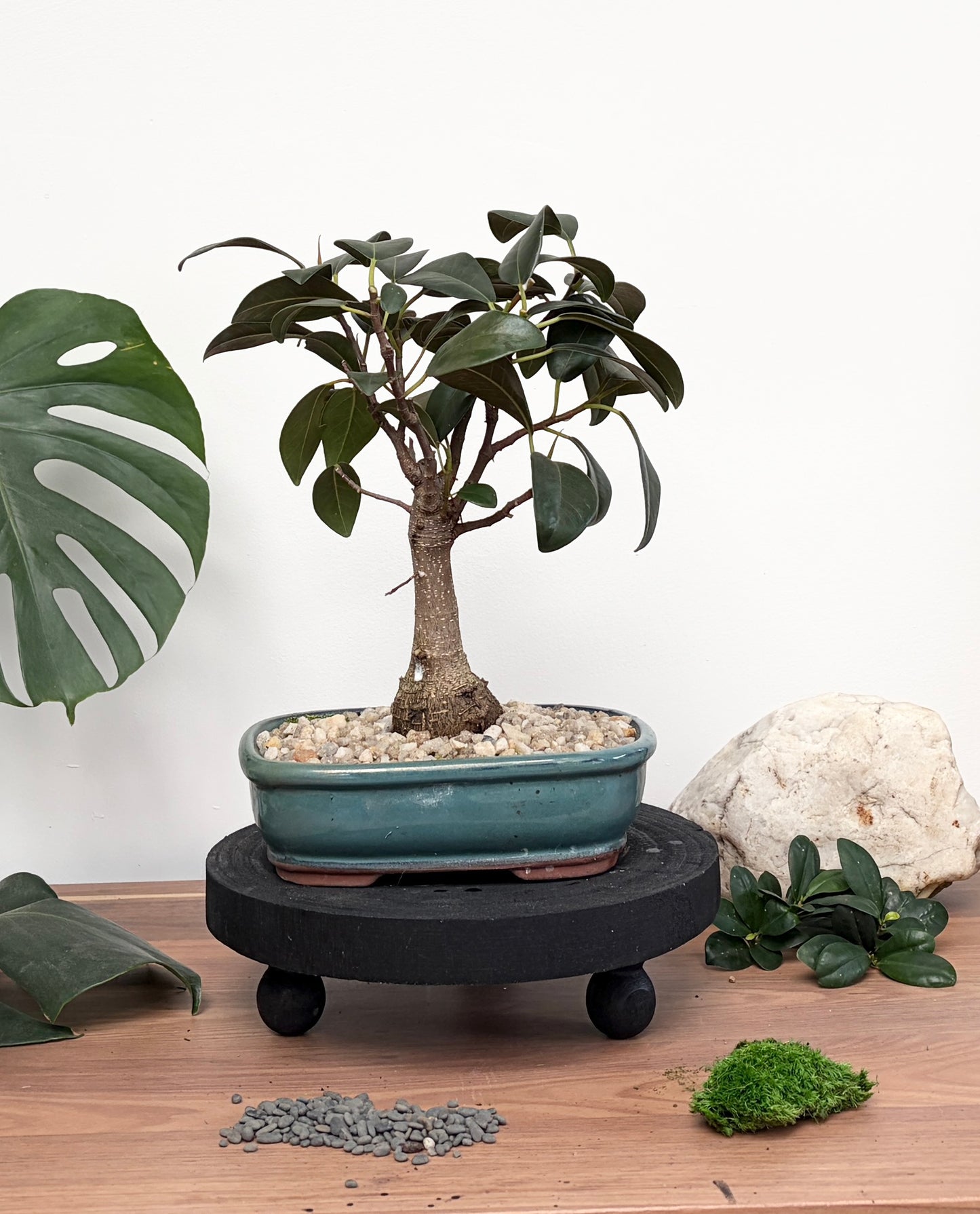 Bonsai - Port Jackson Fig - James - 30cm