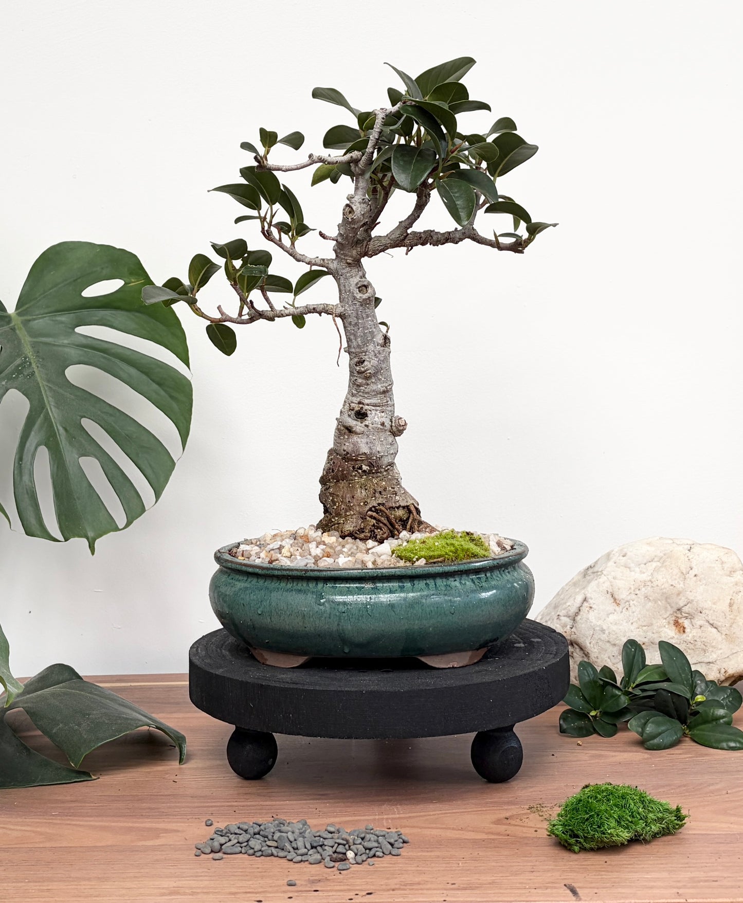 Bonsai - Port Jackson Fig - Yvonne - 30cm