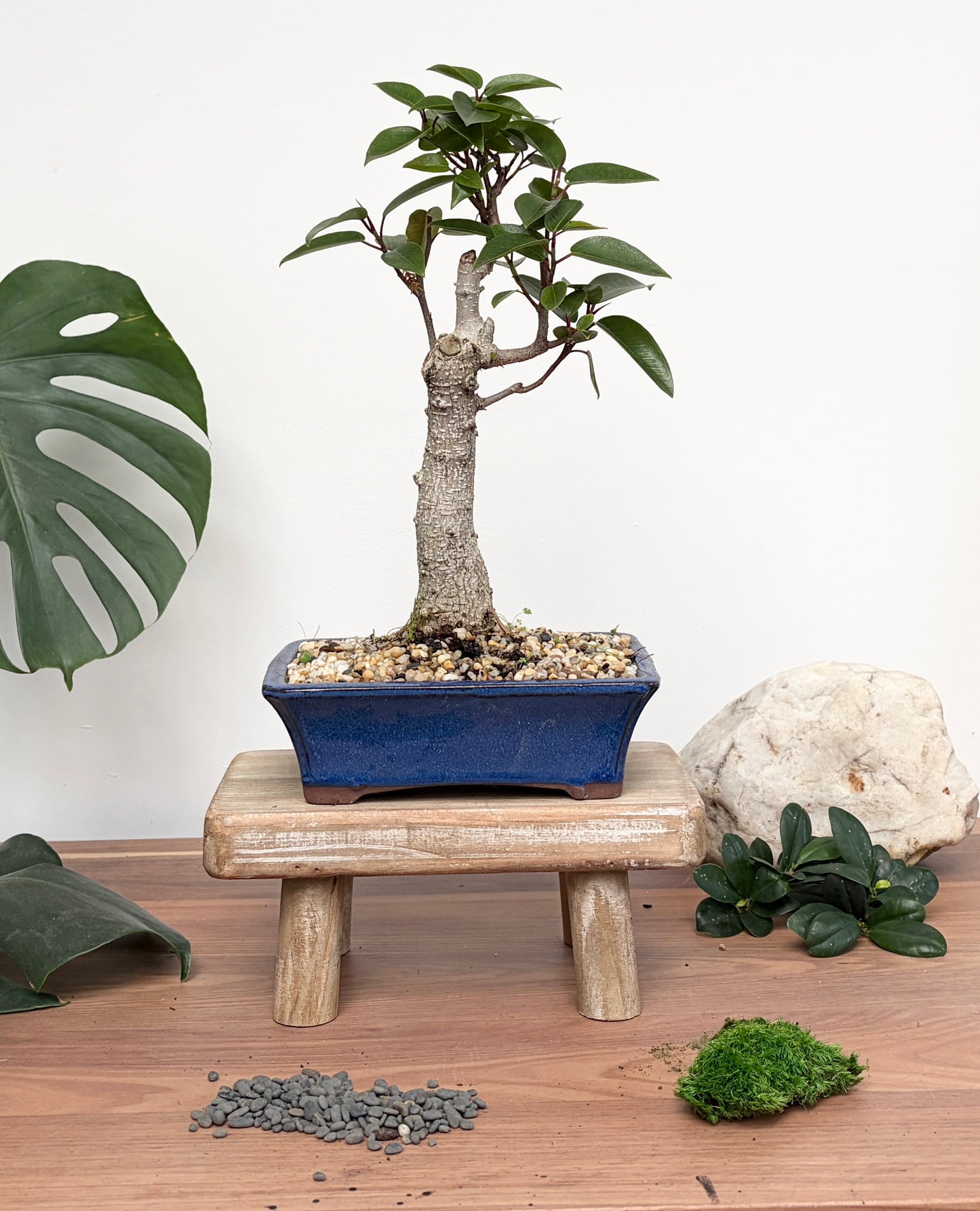 Bonsai - Port Jackson Fig - Hector - 30cm