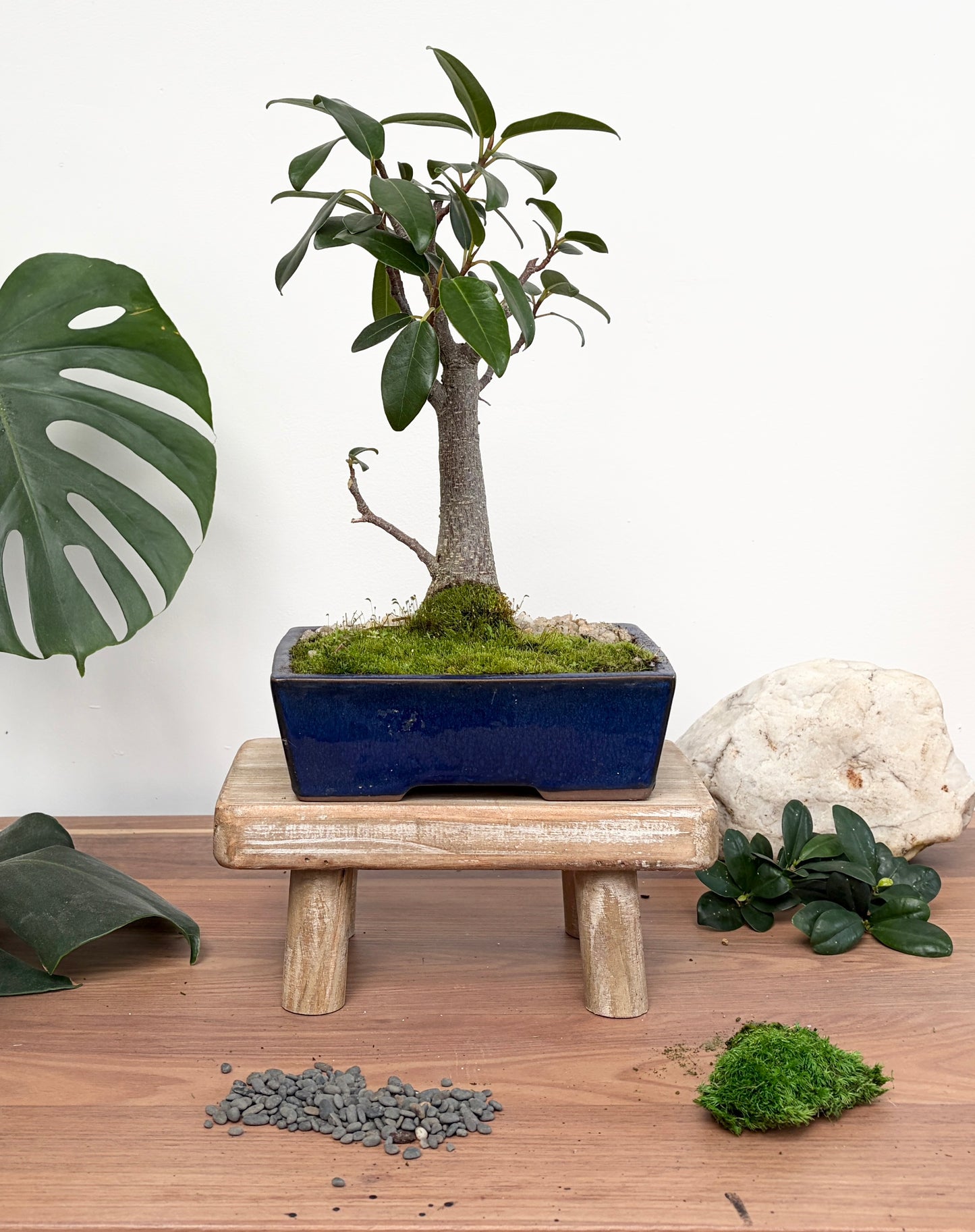 Bonsai - Port Jackson Fig - Leon - 30cm