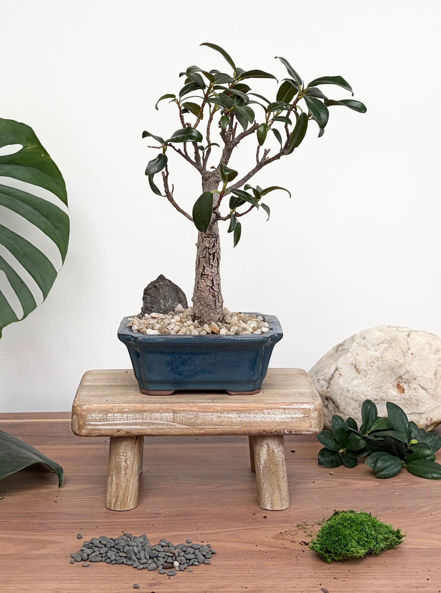 Bonsai - Port Jackson Fig - Jacqui - 30cm