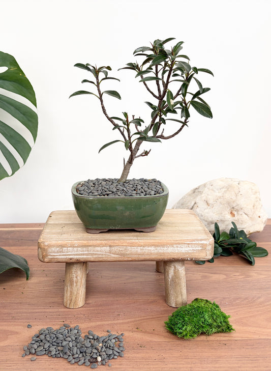 Bonsai - Little Ruby Fig - Evie - 23cm