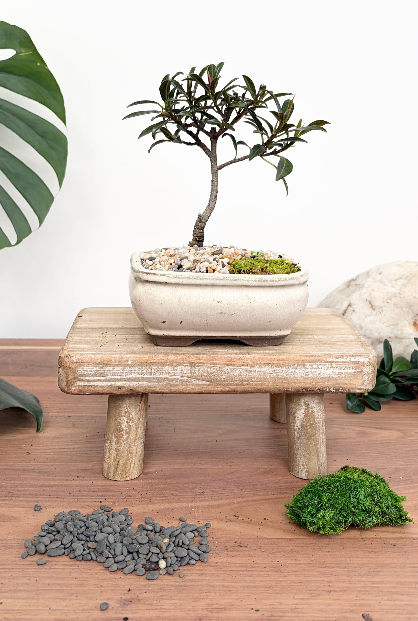 Bonsai - Little Ruby Fig - Estelle - 23cm