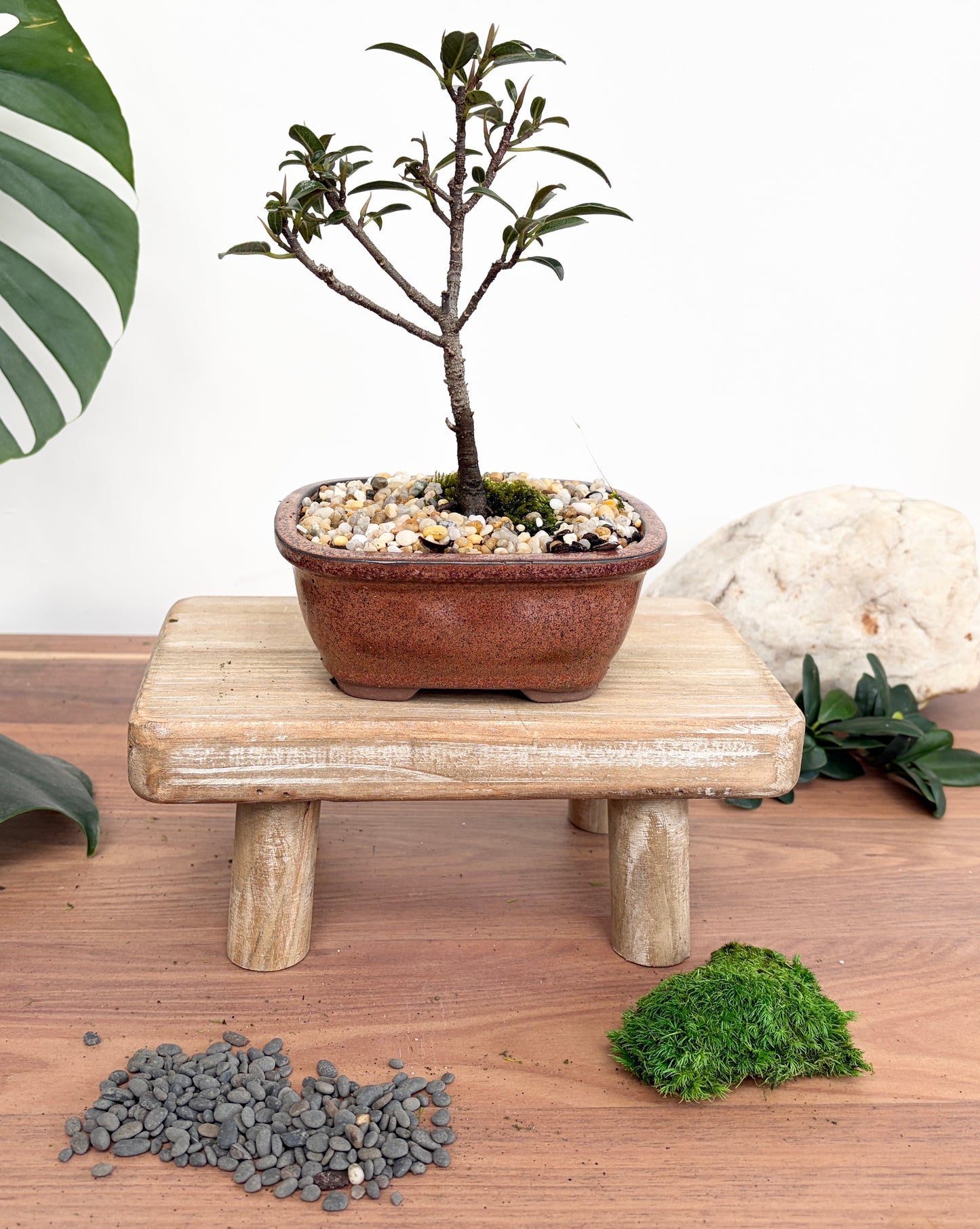 Bonsai - Little Ruby Fig - Heidi - 23cm