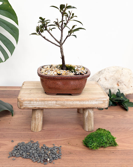 Bonsai - Little Ruby Fig - Heidi - 23cm