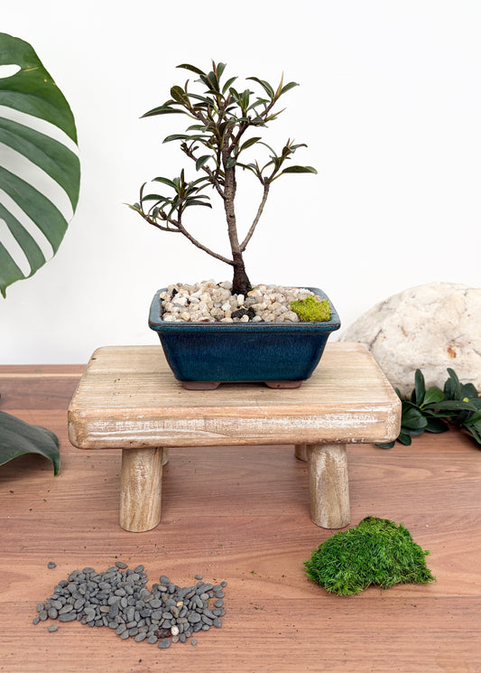Bonsai - Little Ruby Fig - Penelope - 23cm