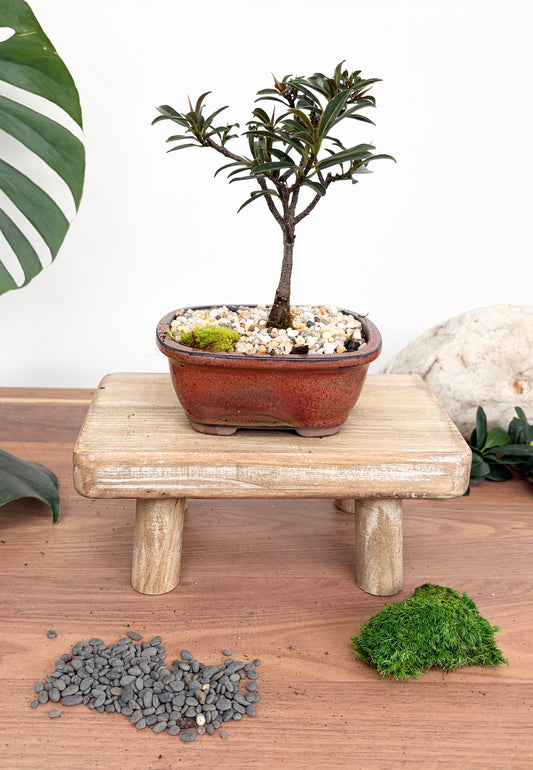 Bonsai - Little Ruby Fig - Ari - 23cm