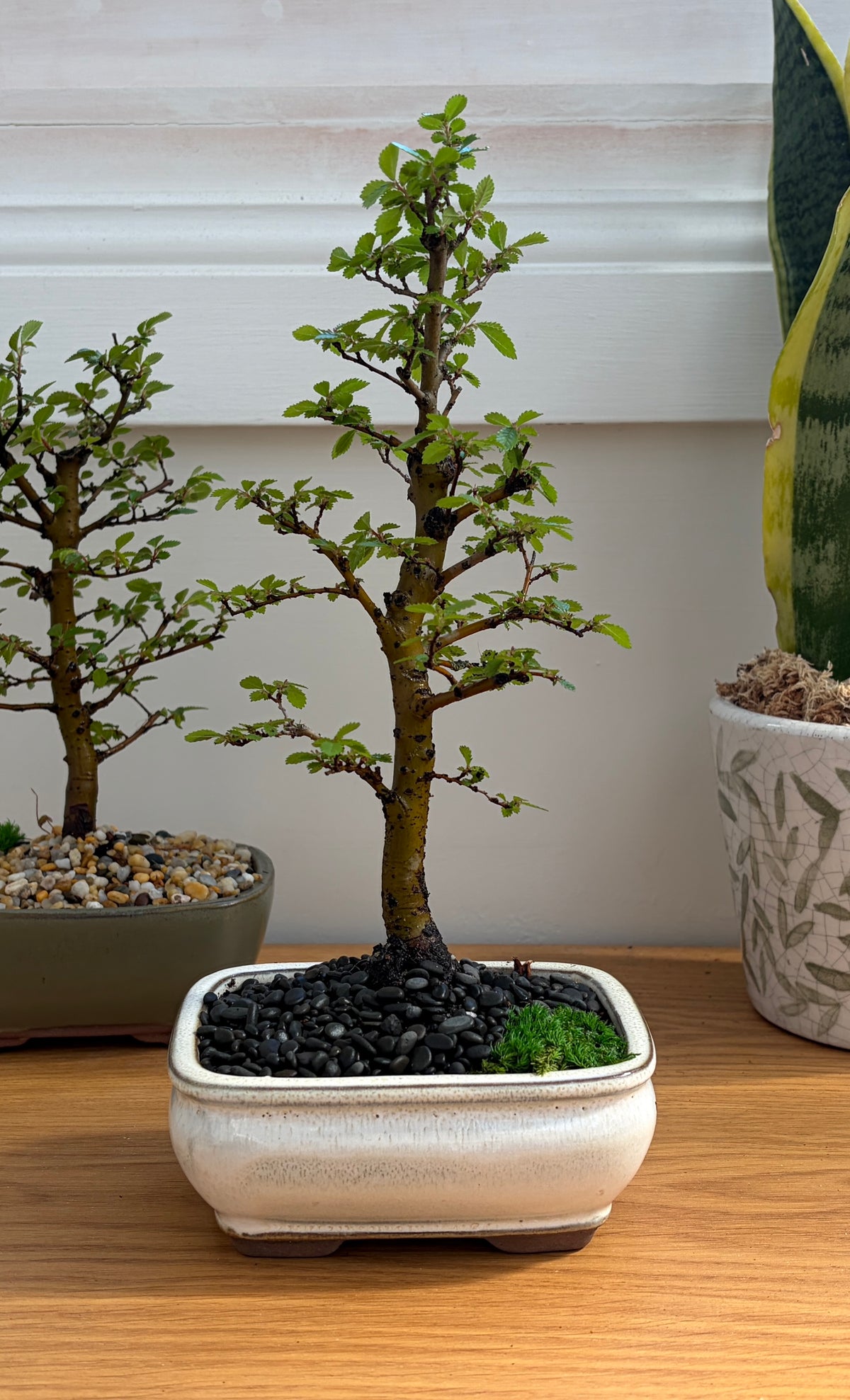 Bonsai - Chinese Elm - Ralph - 20cm