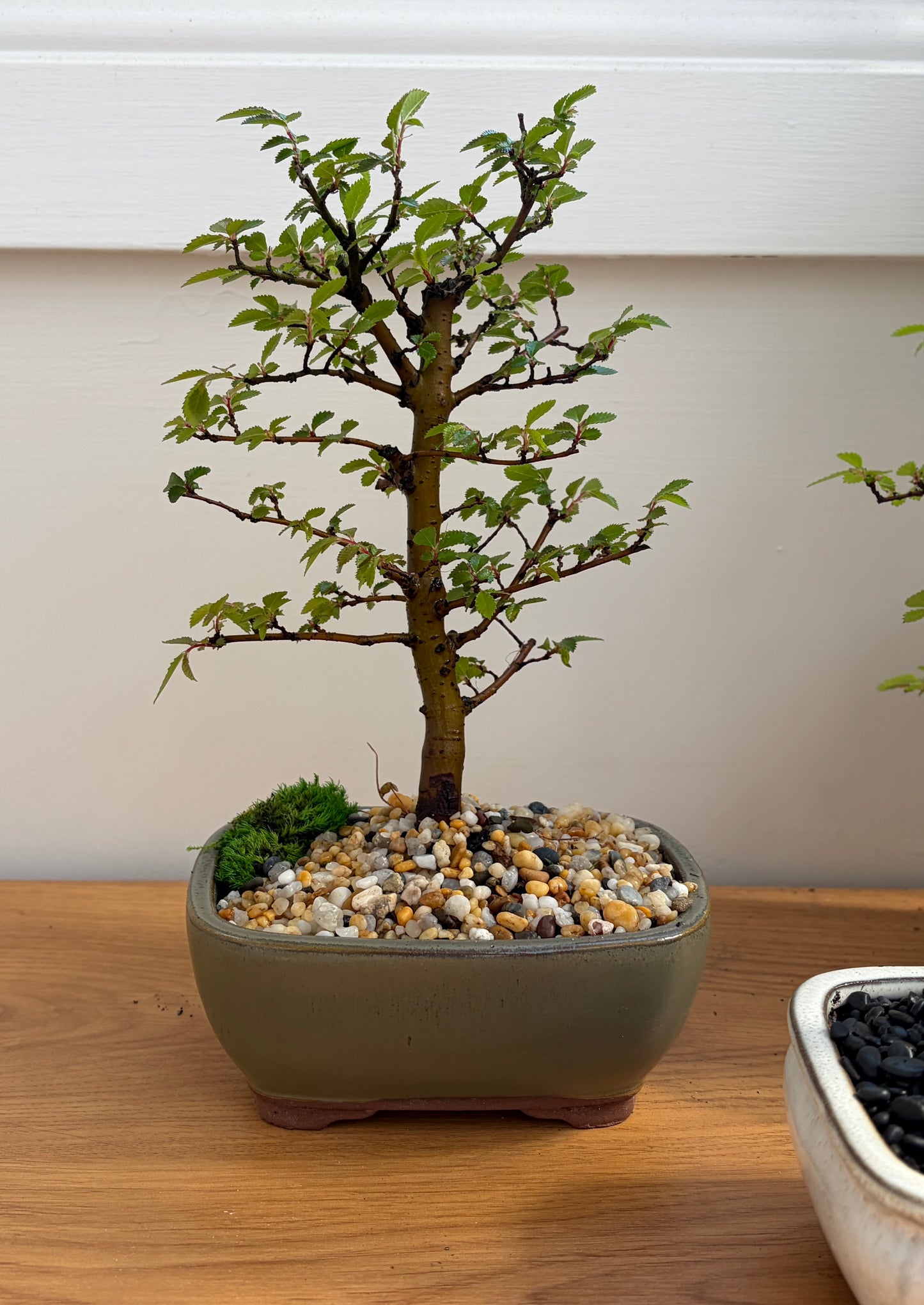 Bonsai - Chinese Elm - Ari - 20cm