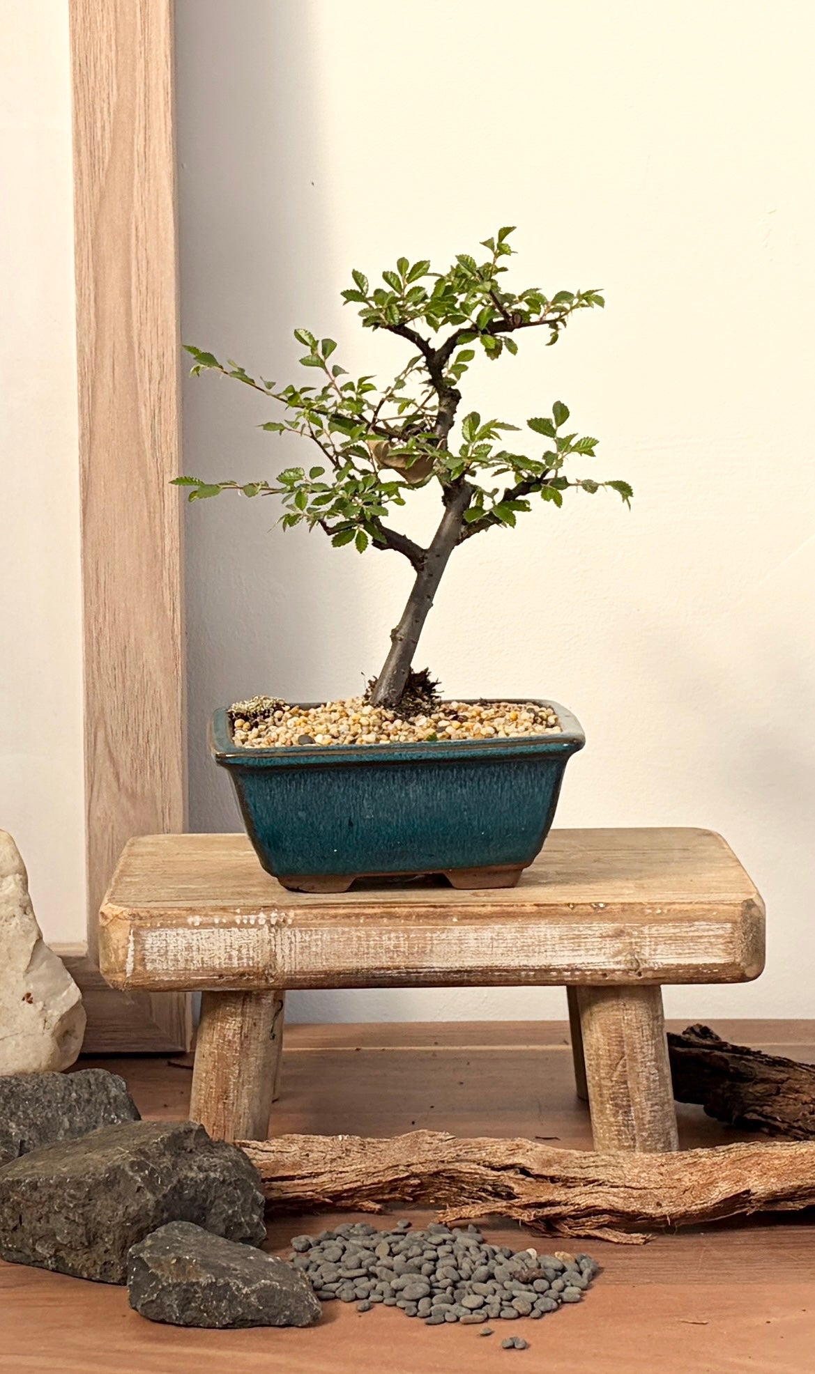 Bonsai - Chinese Elm - Megsie - 20cm